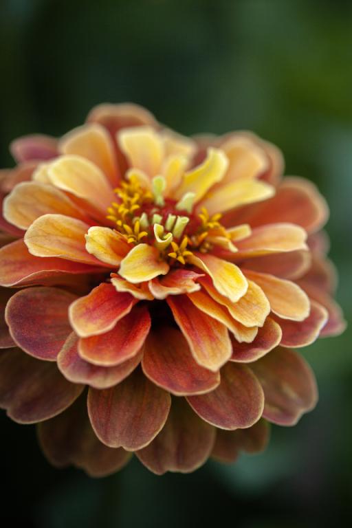 Zinnia elegans, 'Queen Lemon Peach'