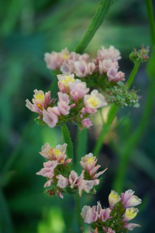 Limonium sinuatum, 'QIS' Apricot