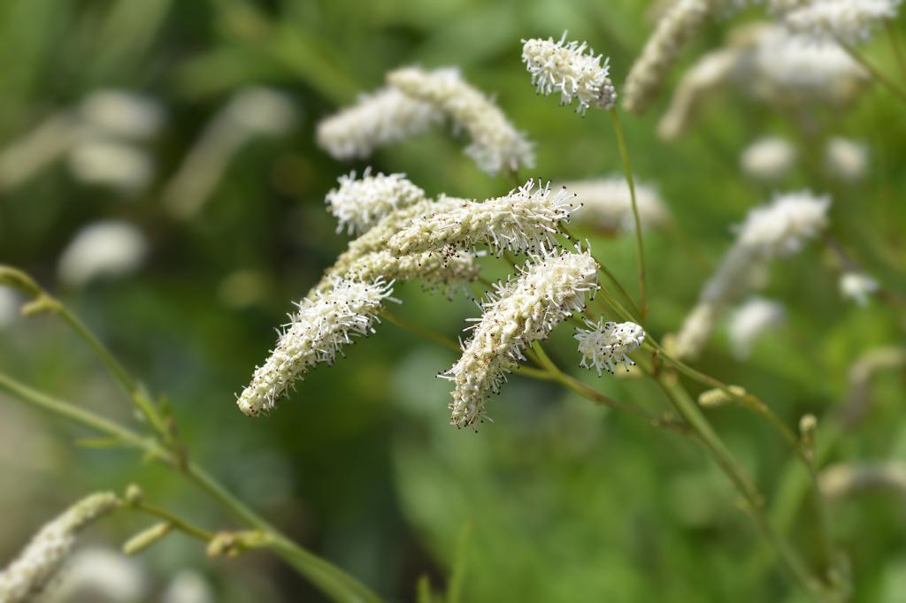 Sanguisorba tenuifolia var. alba