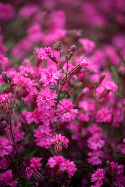 Silene pendula, 'Sibella Carmine'