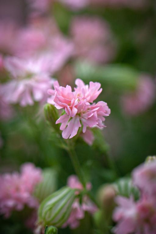 Silene pendula, 'Sibella Pink'
