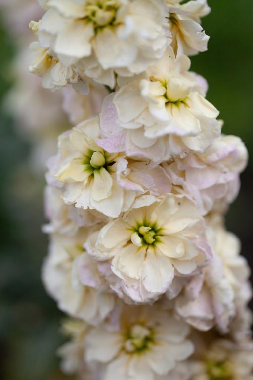 Matthiola incana, 'Anytime Yellow'