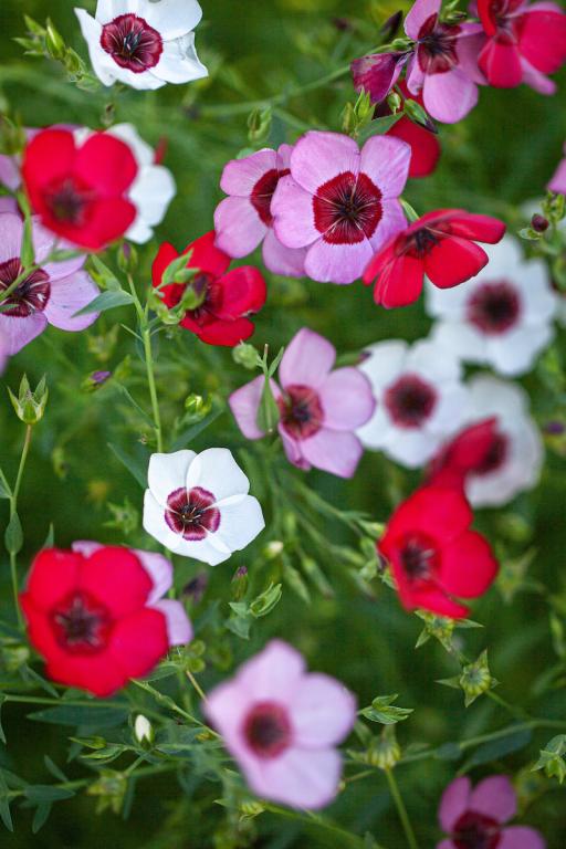 Linum grandiflorum, 'Tricolore'