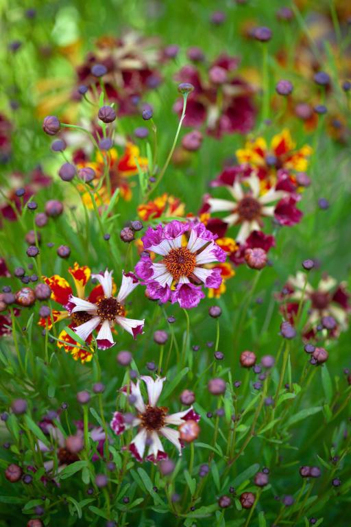 Coreopsis x hybrida, 'Incredible Series', 'Incredible Sea Shells Mix'