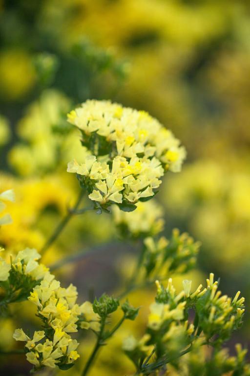 Limonium bonduelii