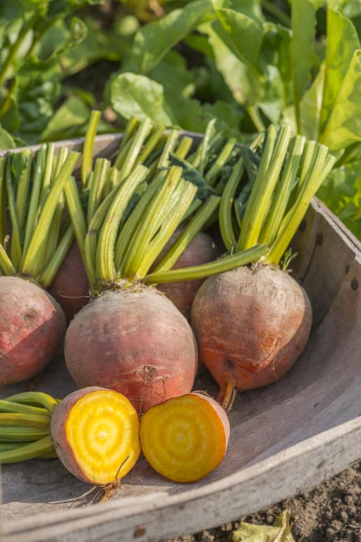 Beetroot, 'Golden Globe'