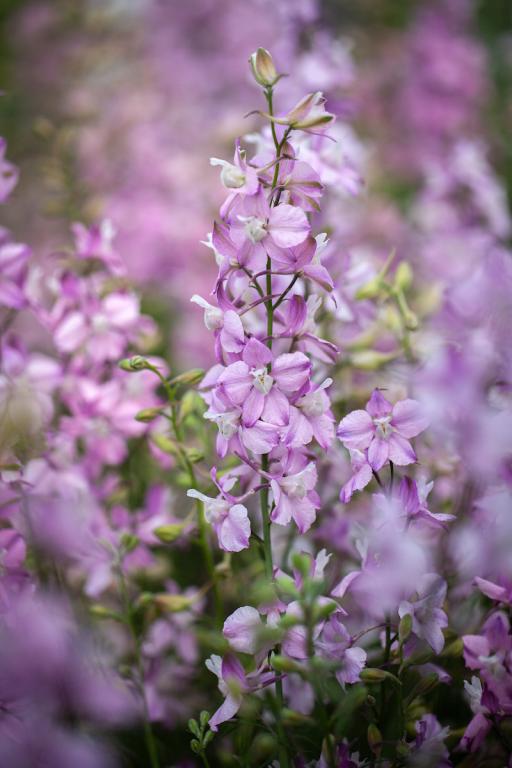 Delphinium consolida, 'Fancy Belladonna'