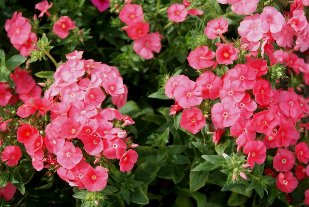 Phlox drummondii, 'Beauty' Series, 'Salmon Beauty'