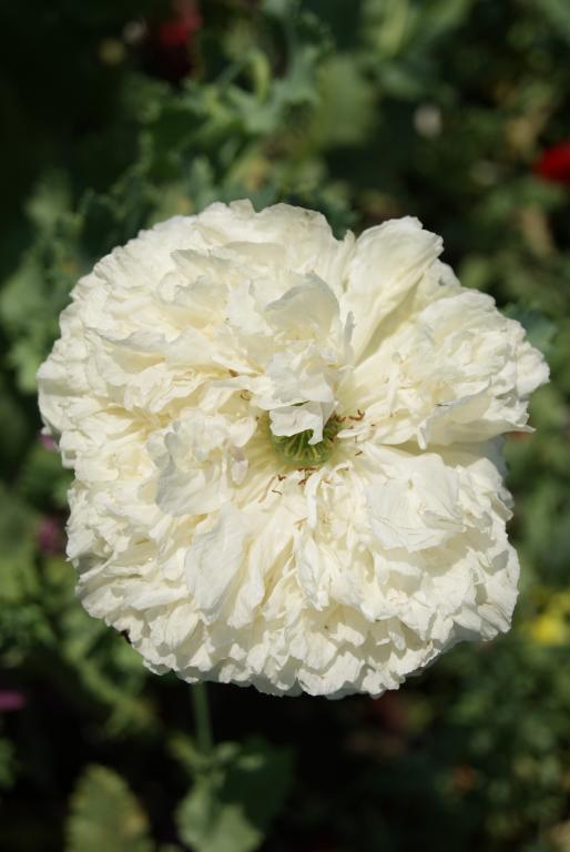 Papaver somniferum var. paeoniflorum, 'Double Cream'