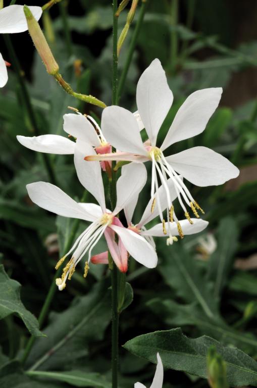 Gaura lindheimeri, 'Sparkle White'