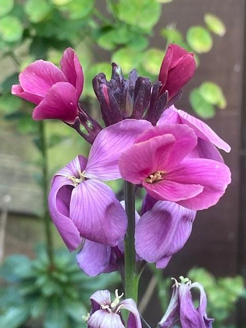 Erysimum cheiri, 'Sugar Rush Mixed', F1 Hybrid
