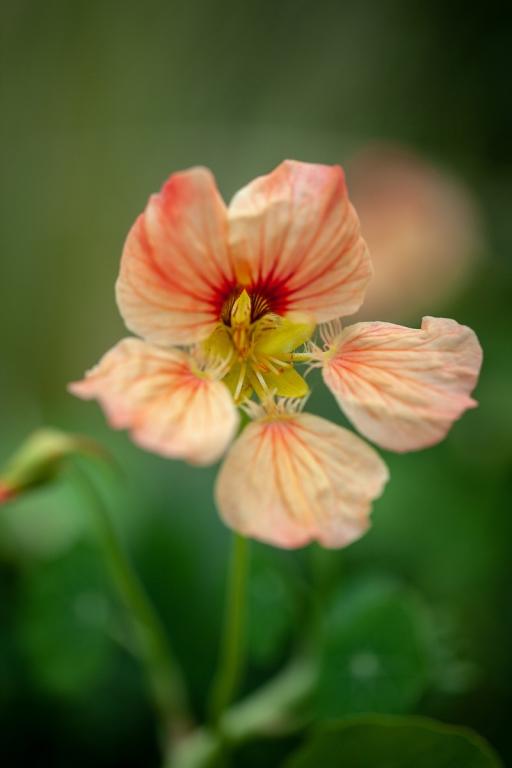 Tropaeolum majus, 'Gleam Salmon'