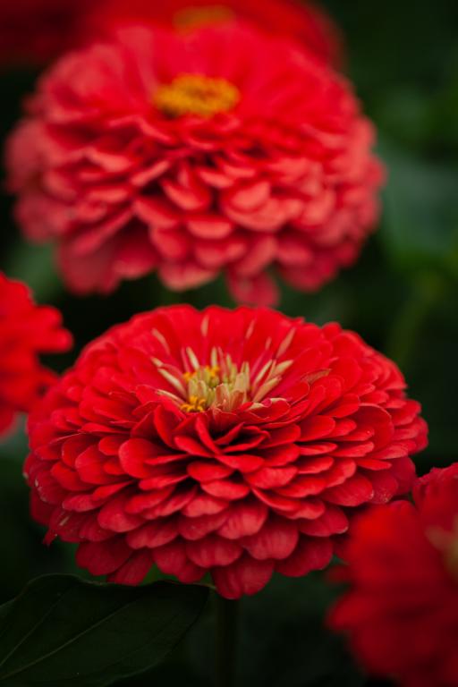 Zinnia elegans, 'Benary's Giant Coral'
