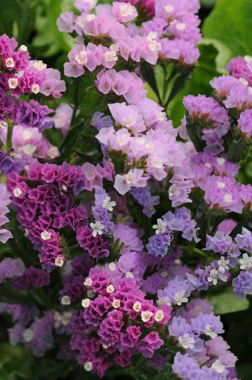 Limonium sinuatum, 'QIS' Soft Pastel Shades