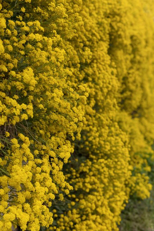 Aurinia saxatilis, 'Gold Dust'