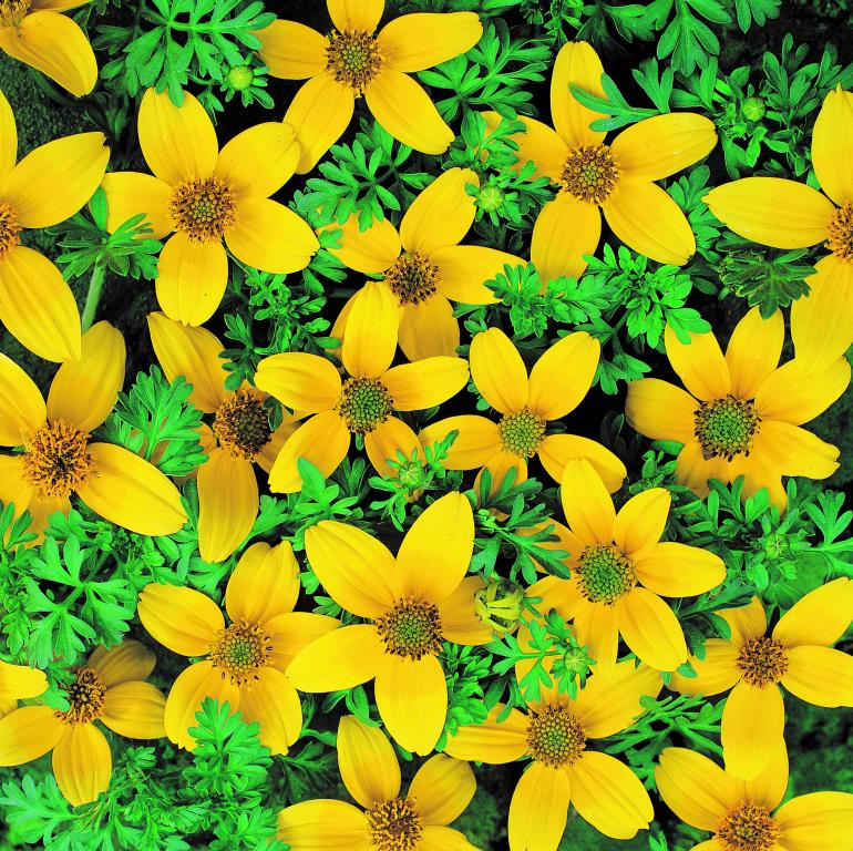 Bidens humilis, 'Golden Eye'