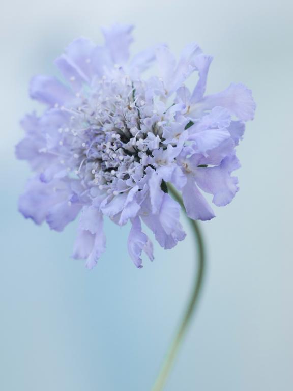 Scabiosa columbaria