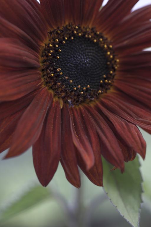 Helianthus annuus, 'Red Sun'