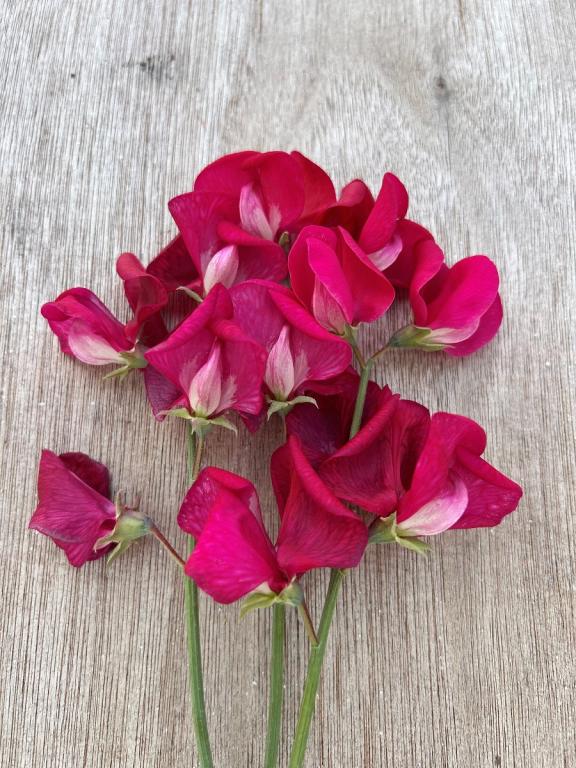 Lathyrus odoratus, 'Zorija Rose'