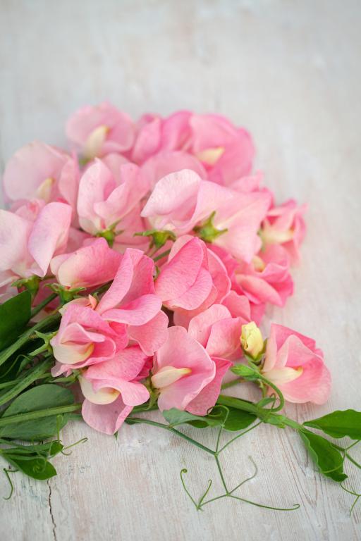 Lathyrus odoratus, 'Emily'