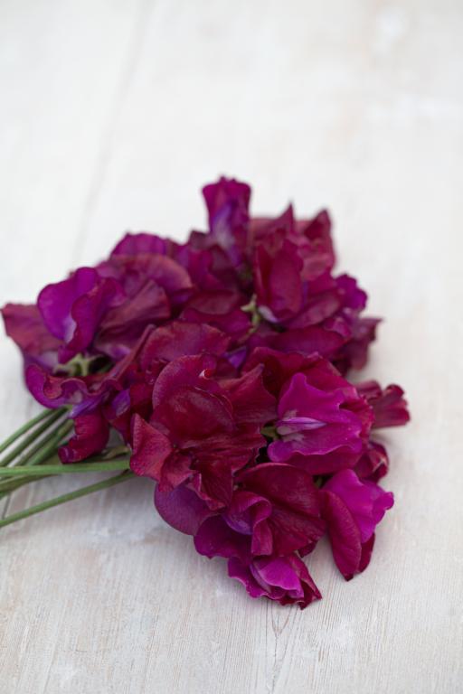 Lathyrus odoratus, 'Balmoral'