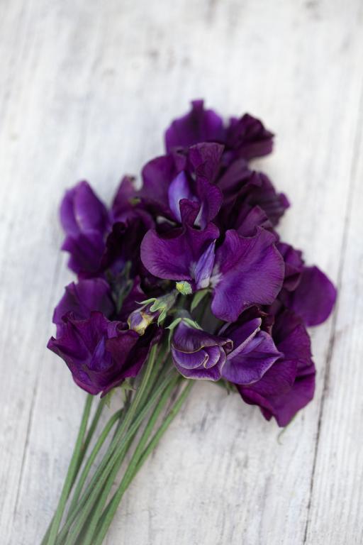 Lathyrus odoratus, 'Just Jenny'