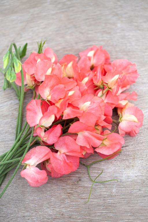 Lathyrus odoratus, 'Princess Elizabeth'