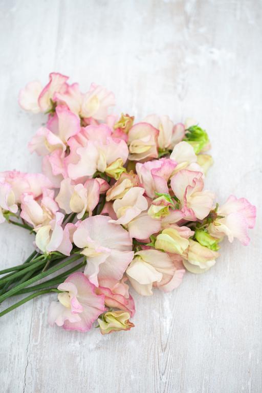 Lathyrus odoratus, 'Monarch's Diamond'