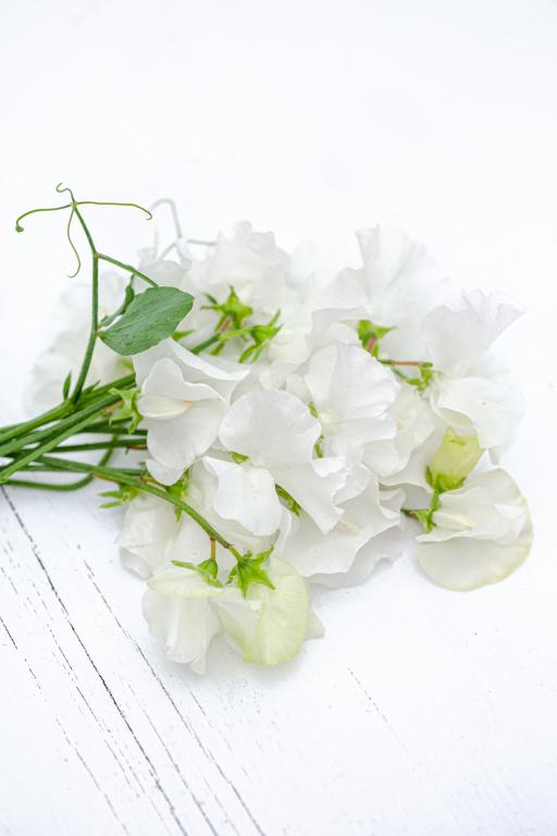 Lathyrus odoratus, 'Wild Swan'
