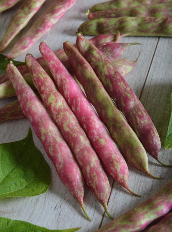 Bean, Dwarf French, 'Borlotto Lingua di Fuoco Nano'