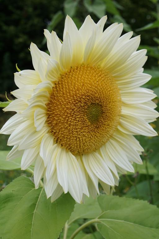Helianthus annuus, 'Pro Cut White Lite'