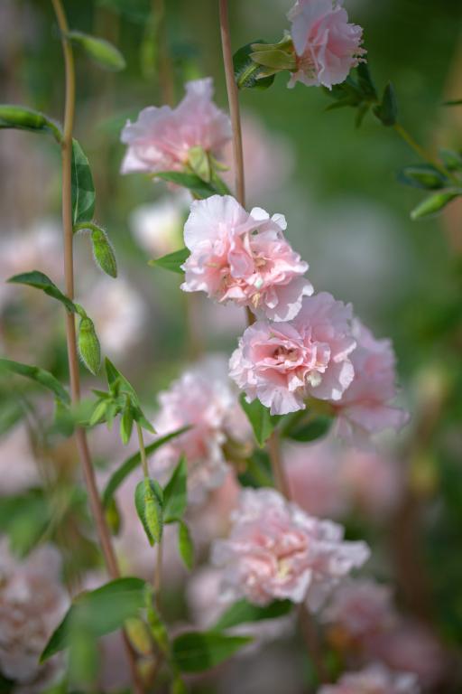 Clarkia unguiculata, 'Appleblossom'