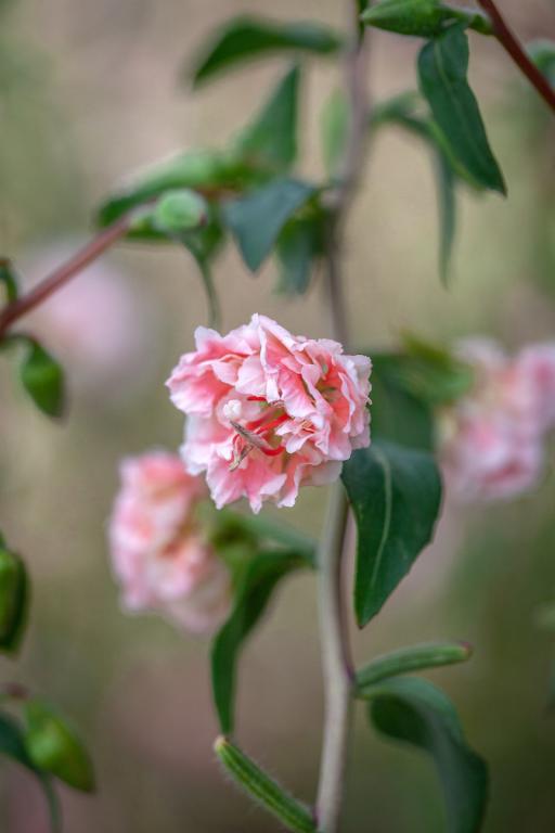 Clarkia unguiculata, 'Enchantress'