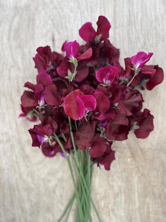 Lathyrus odoratus, 'Black Prince'