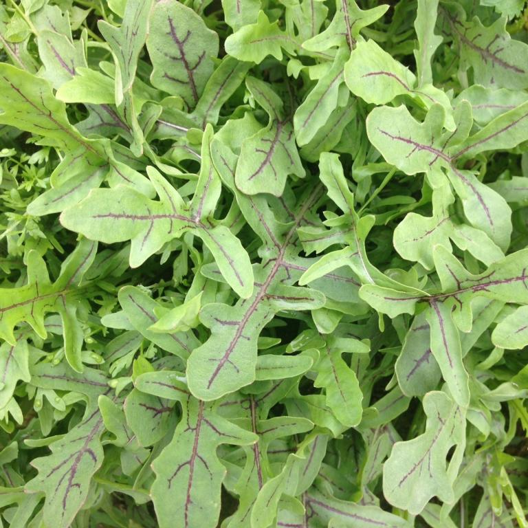 Rocket, Wild Rocket, 'Dragon's Fire'