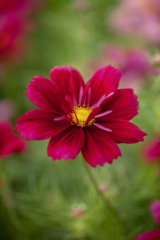 Cosmos bipinnatus, 'Fandango'
