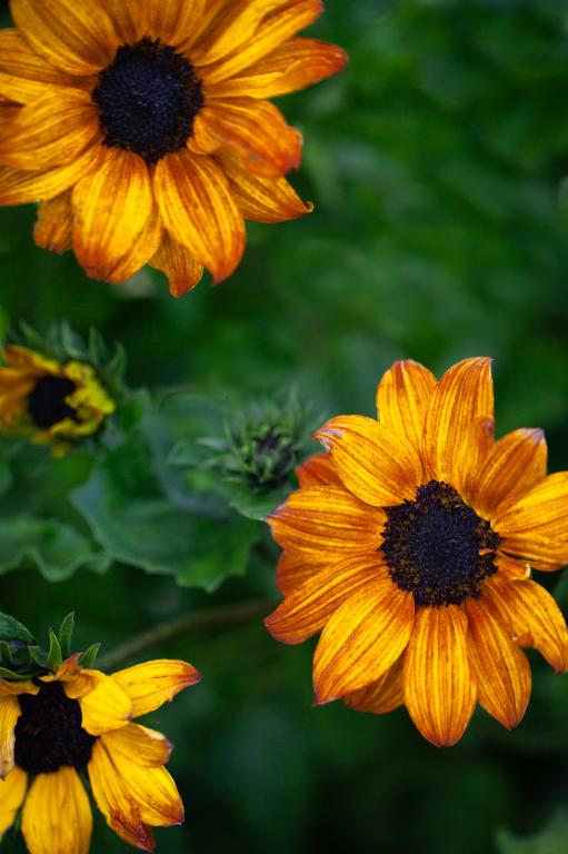 Helianthus debilis, 'Soluna Series', 'Soluna Bronze'