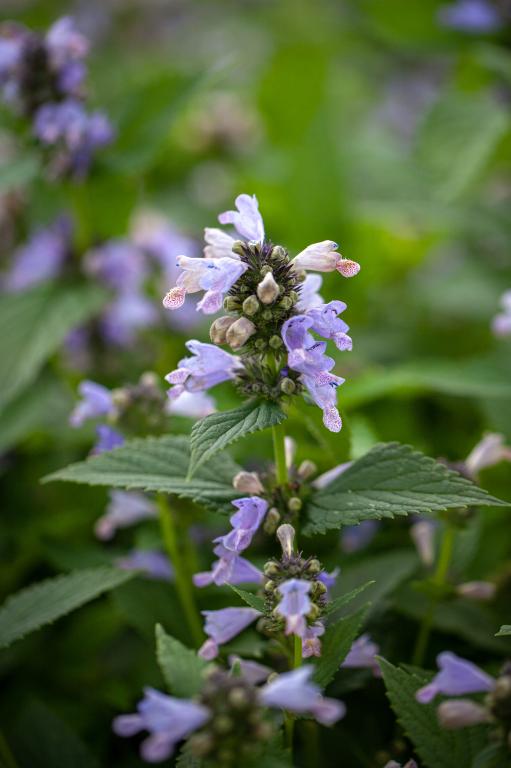 Nepeta subsessilis, 'Grand View'