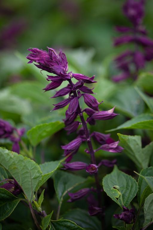 Salvia splendens, 'Estella Purple'