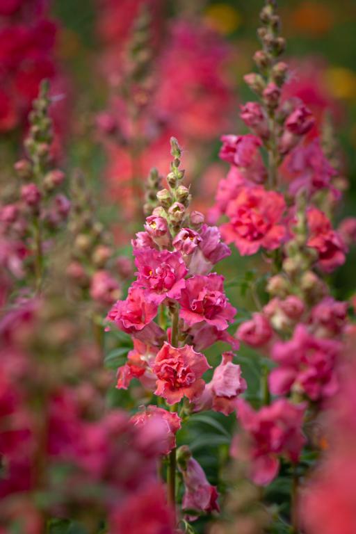 Antirrhinum majus, 'Madame Butterfly Cherry Bronze', F1 Hybrid