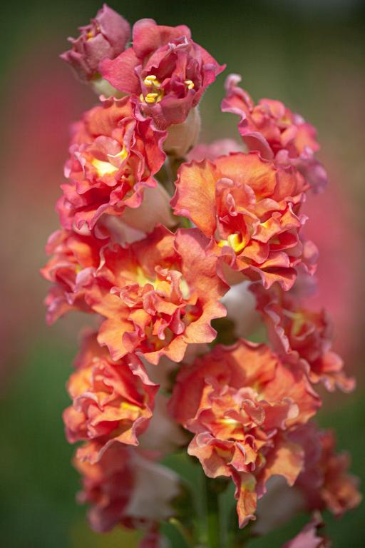 Antirrhinum majus, 'Madame Butterfly Bronze White', F1 Hybrid
