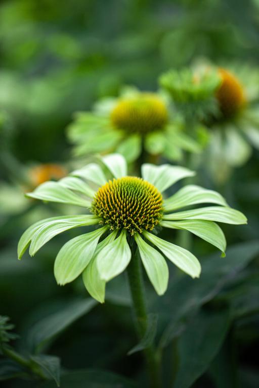 Echinacea purpurea, 'Alan's Pride'