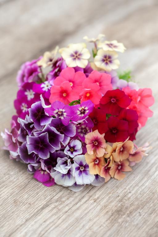 Phlox drummondii grandiflora, 'Tapestry Field Grown Mix'