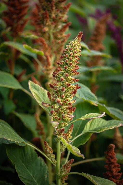 Amaranthus cruentus, 'Autumn's Touch'