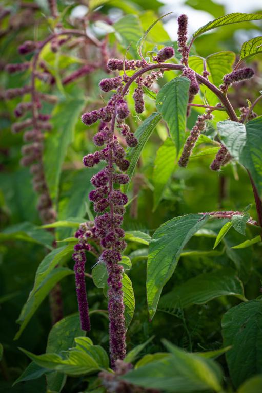 Amaranthus caudatus, 'Mira'