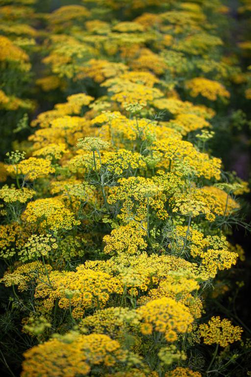 Anethum graveolens, 'Hedger'