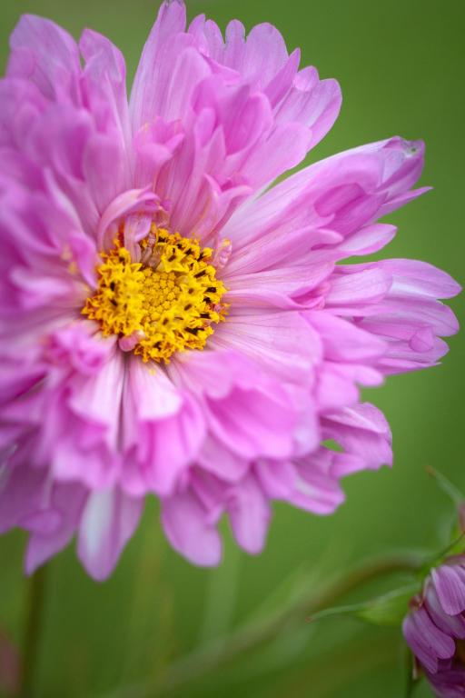 Cosmos bipinnatus, 'Double Dutch Rose'