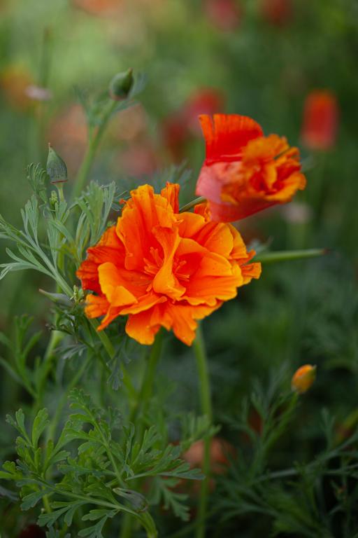 Eschscholzia californica, 'Lady Marmalade'