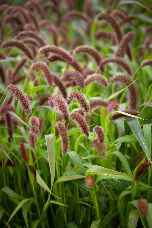 Setaria italica, 'Lowlander'