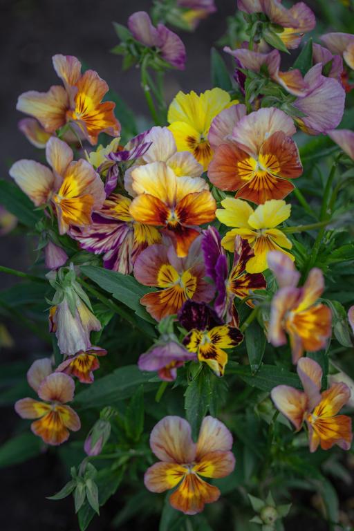 Viola cornuta, 'Brush Strokes'